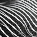 SINUOUS | Abstract Minimalist Female Body | B&W | 1-Of-1 | 72K | 16-Print Giclee Mural