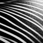 SINUOUS | Abstract Minimalist Female Body | B&W | 1-Of-1 | 72K | 16-Print Giclee Mural