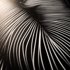 SUITE | Minimalist Seated Female Figure Op Art Print | B&W Abstract Luxury Wall Art